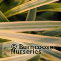 Small image of AGAPANTHUS
