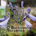 AGAPANTHUS 'Graphite Blue'  