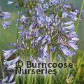 AGAPANTHUS 'Graphite Blue'  