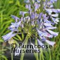 AGAPANTHUS 'Graphite Blue'  