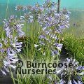 AGAPANTHUS 'Graphite Blue'  
