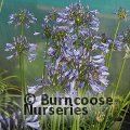 AGAPANTHUS 'Graphite Blue'  