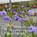 AGAPANTHUS 'Jacaranda'  