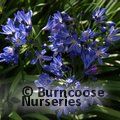 AGAPANTHUS 'Lilliput'  