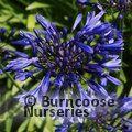 AGAPANTHUS 'Navy Blue'  