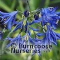 Small image of AGAPANTHUS