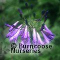 AGAPANTHUS 'Purple Cloud'  
