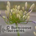 AGAPANTHUS 'Purple Cloud'  