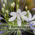 AGAPANTHUS 'Queen Mum'  