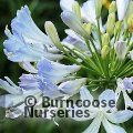 AGAPANTHUS 'Queen Mum'  