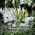 AGAPANTHUS 'Queen Mum'  