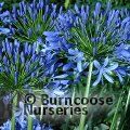 Small image of AGAPANTHUS