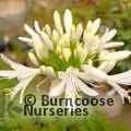 AGAPANTHUS 'Snow Cloud'  