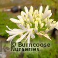 AGAPANTHUS 'Snow Cloud'  