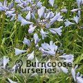 AGAPANTHUS 'Streamline'  