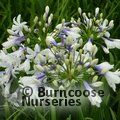 AGAPANTHUS africanus 'Twister' 