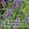 AGASTACHE 'Blackadder'  