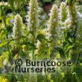 AGASTACHE foeniculum 'Alabaster' 