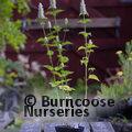 AGASTACHE foeniculum 'Alabaster' 