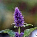 AGASTACHE foeniculum 'Blue Fortune' 