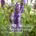Small image of AGASTACHE
