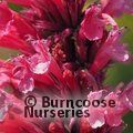 AGASTACHE mexicana 'Red Fortune' 