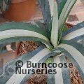 Small image of AGAVE