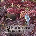 ALBIZIA julibrissin 'Summer Chocolate' 