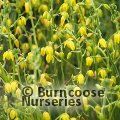 Small image of ALBUCA