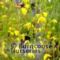 ALBUCA   