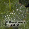 ALCHEMILLA mollis  