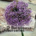 ALLIUM   