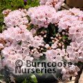 KALMIA latifolia 'Elf' 