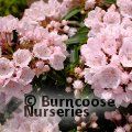KALMIA latifolia 'Elf' 