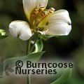 ALSTROEMERIA   