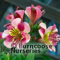 ALSTROEMERIA 'Princess Paola'  