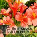 Small image of Peruvian Lily