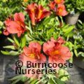 ALSTROEMERIA 'Princess Eliane Orange'  