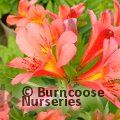 ALSTROEMERIA 'Princess Eliane Orange'  