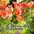 ALSTROEMERIA 'Princess Eliane Orange'  