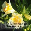 Small image of Peruvian Lily