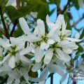 Small image of AMELANCHIER