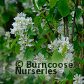 AMELANCHIER alnifolia 'Obelisk' 