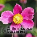 ANEMONE hupehensis 'Hadspen Abundance' 