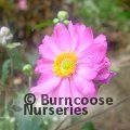 ANEMONE hupehensis 'Bressingham Glow' 