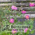 ANEMONE hupehensis 'Bressingham Glow' 