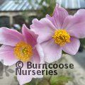 ANEMONE hupehensis 'September Charm' 