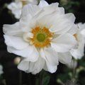 Small image of ANEMONE