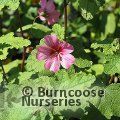 Small image of ANISODONTEA