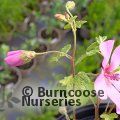 ANISODONTEA 'El Rayo'  